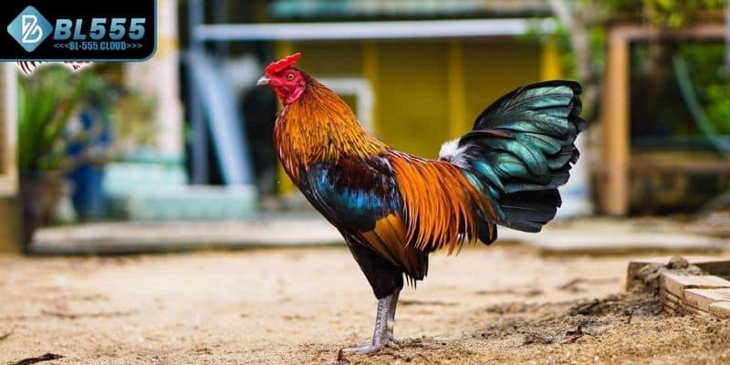 Thông tin về loại hình gà nòi cựa sắt 