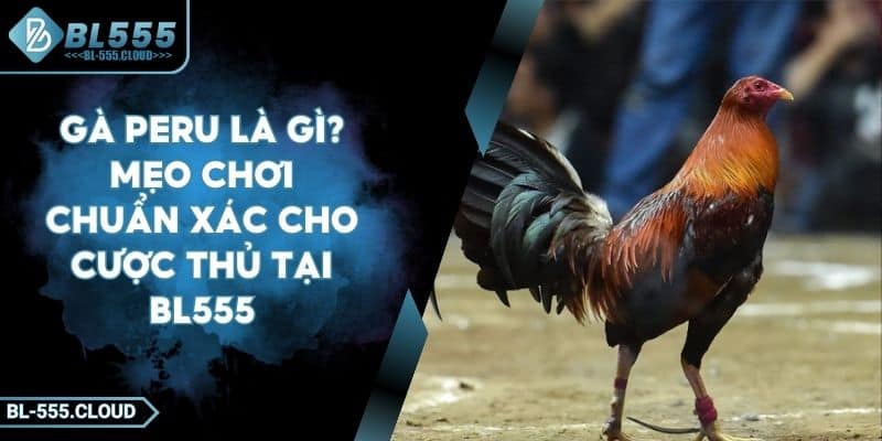Gà Peru Là Gì? Mẹo Chơi Chuẩn Xác Cho Cược Thủ Tại BL555