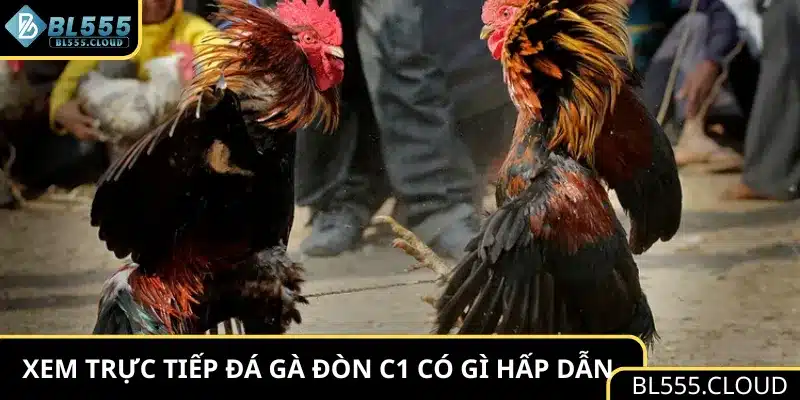 Xem trực tiếp đá gà đòn C1 tại BL555 có gì hấp dẫn 